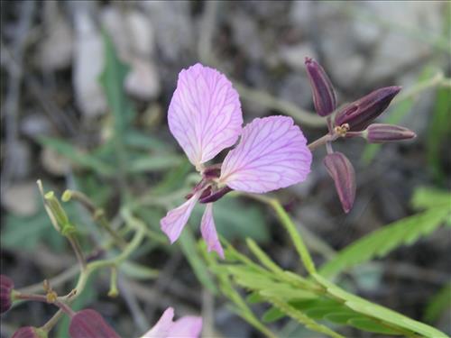 Streptanthus cutleri. Big Bend National Park, Tunnel. March 2004