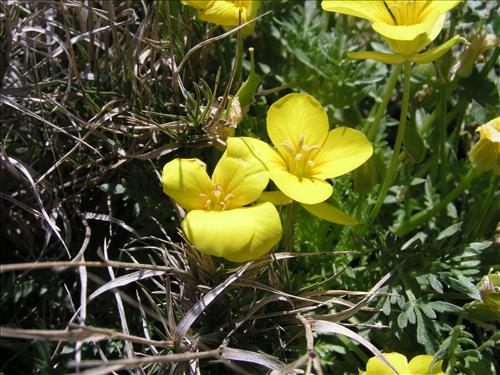 Selenia dissecta. Big Bend National Park, Dog Flat. February 2005