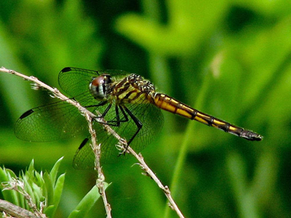 Blue dasher (Pachydiplax longipennis)