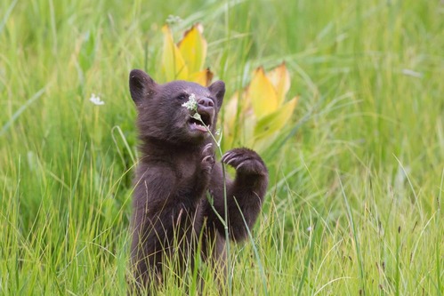 A bear cub eats a flower in a meadow