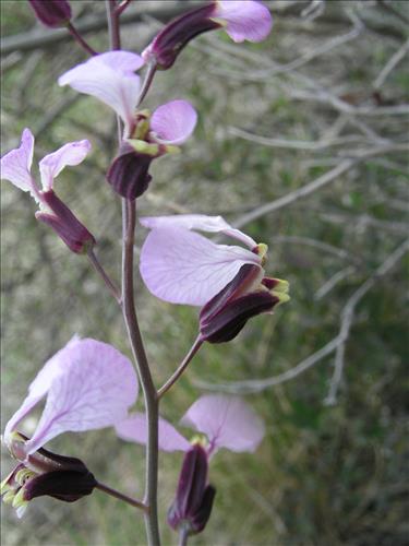 Streptanthus cutleri. Big Bend National Park, Tunnel. March 2007