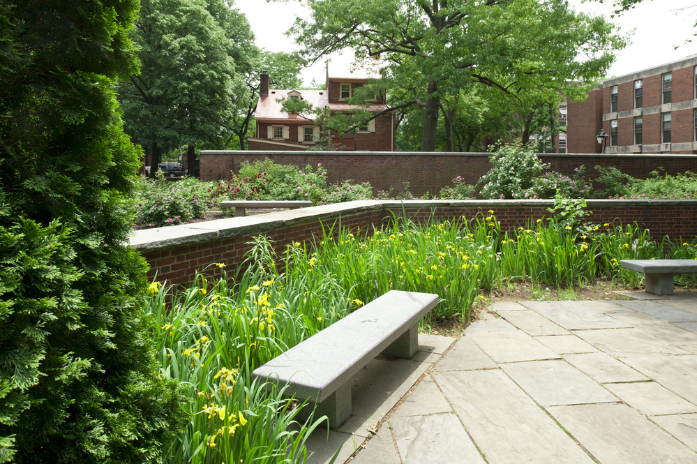 Color photo showing a bench surrounded by plants with yellow flowers and rosebushes in the background.