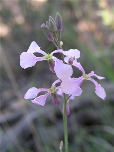 Schoenocrambe linearifolia. Big Bend National Park, Chisos Mnts. October 2005