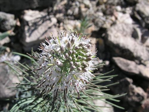 Thelypodium texanum. Big Bend National Park, Pena Mountain. February 2005