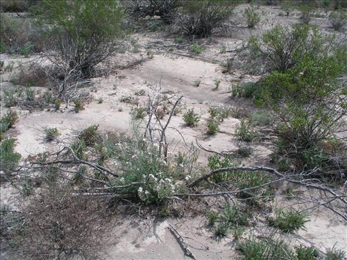 Thelypodium texanum. Big Bend National Park, Tornillo Flat. February 2005