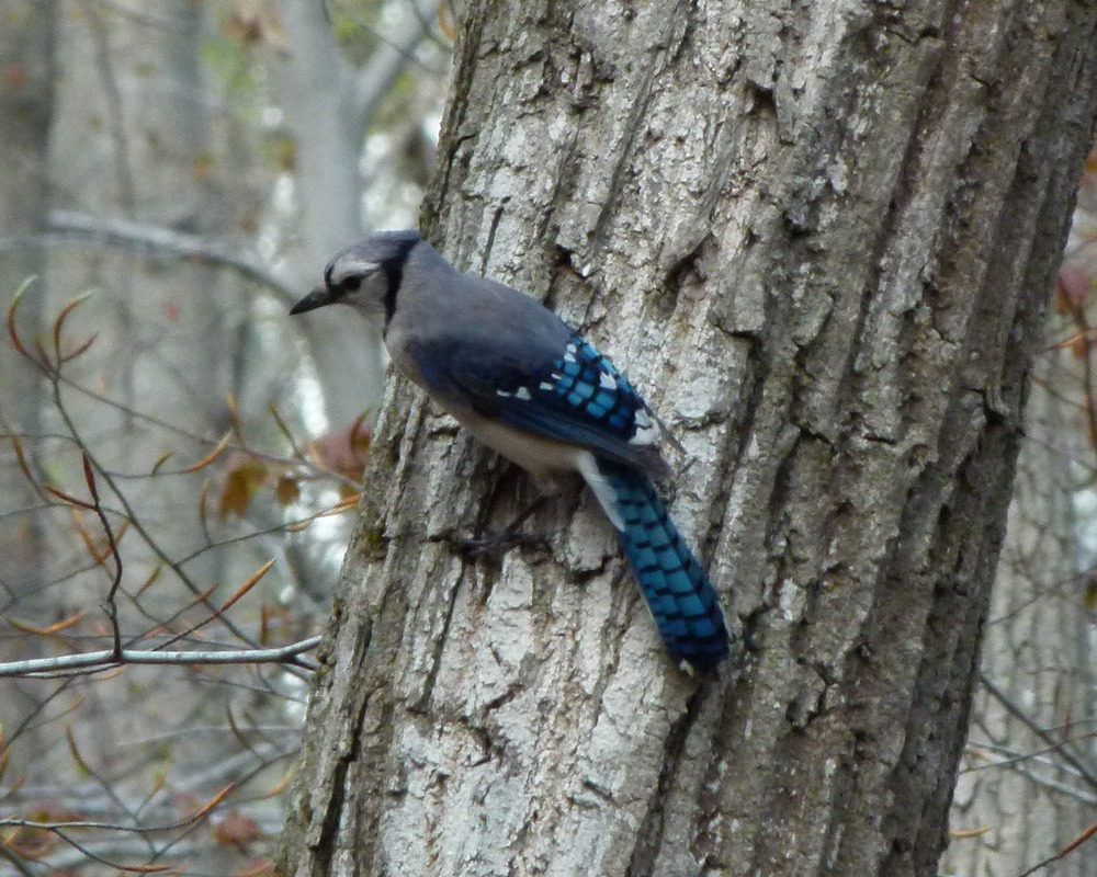 Blue Jay