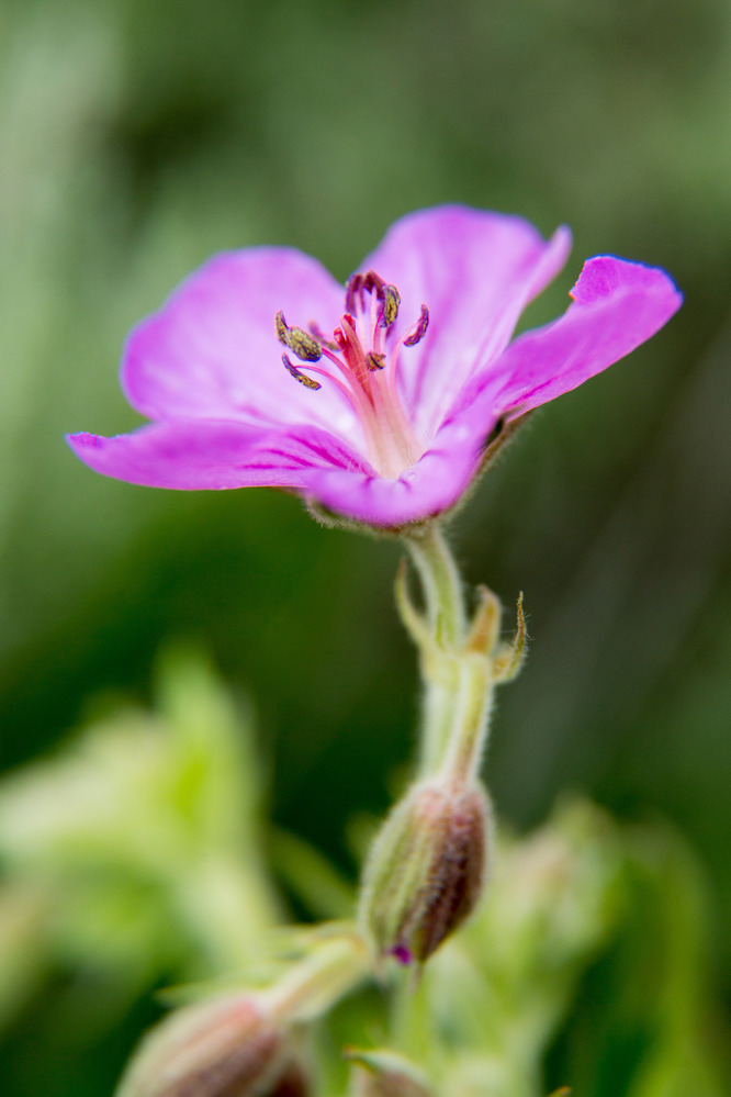 Sticky geranium