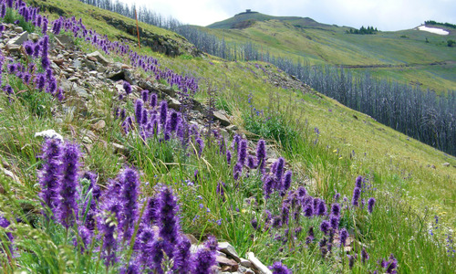 Wildflowers on Mt. Washburn
