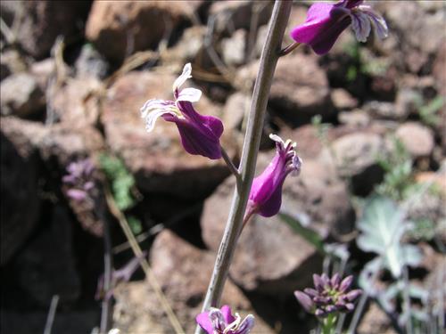 Streptanthus carinatus. Big Bend National Park, Route 13, mile 15. February 2005