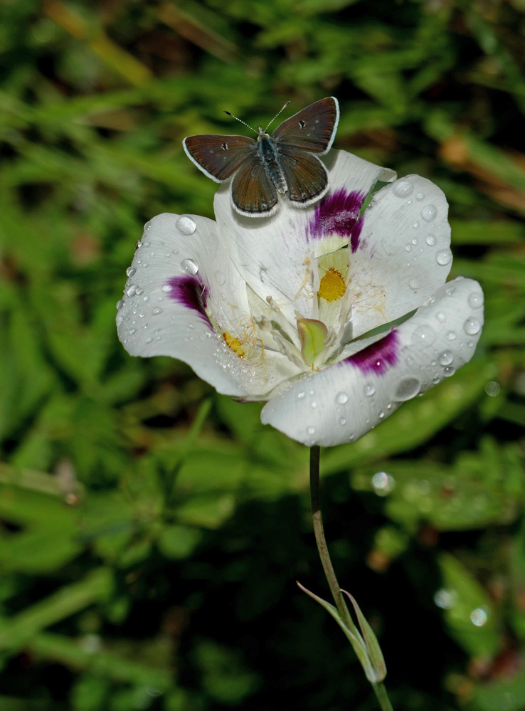 Butterfly on mariposa lily