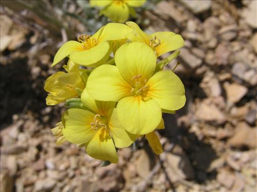 Lesquerella fendleri. Big Bend National Park, Sawmill Road. March 2004