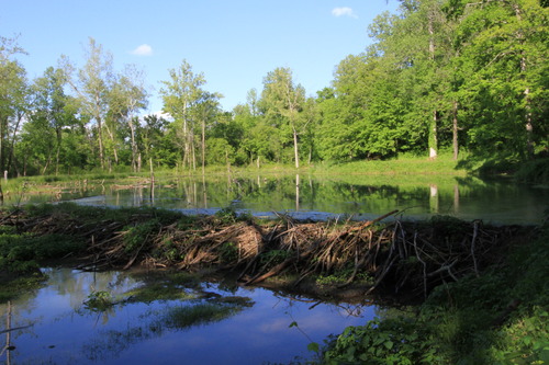Beaver Dam at Rock Spring (milepost 330.2) on the Natchez Trace Parkway