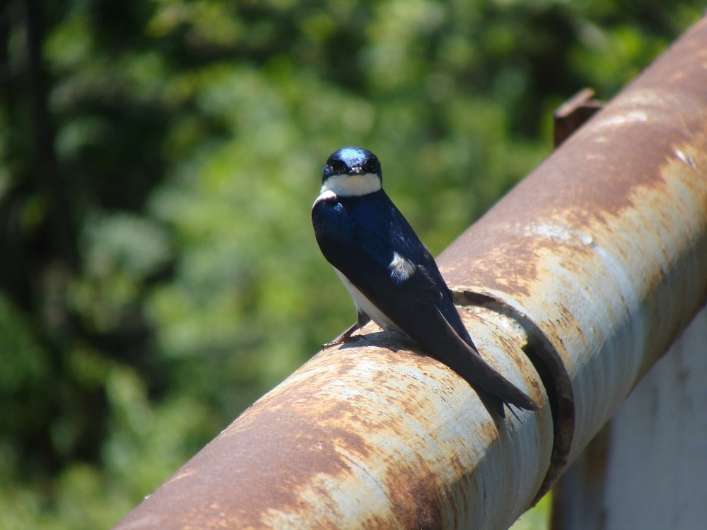 Tree Swallow on the bridge to Thurmond