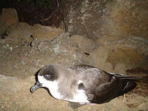 Hawaiian petrel at nesting burrow