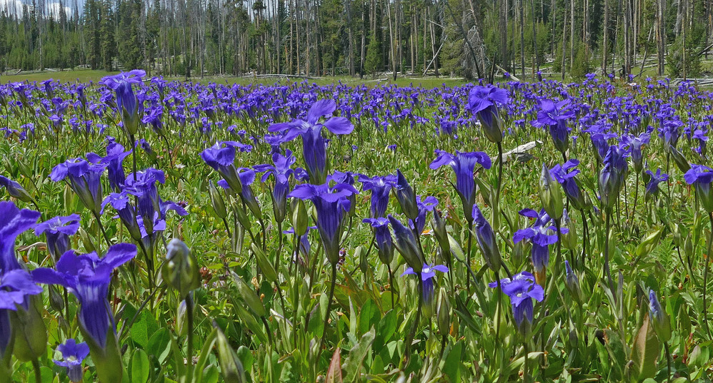 Fringed gentian
