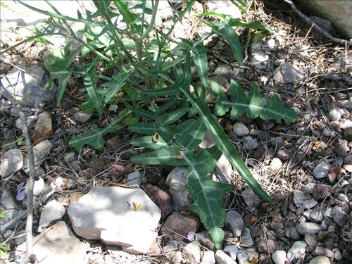 Streptanthus cutleri. Big Bend National Park, Tunnel. March 2004