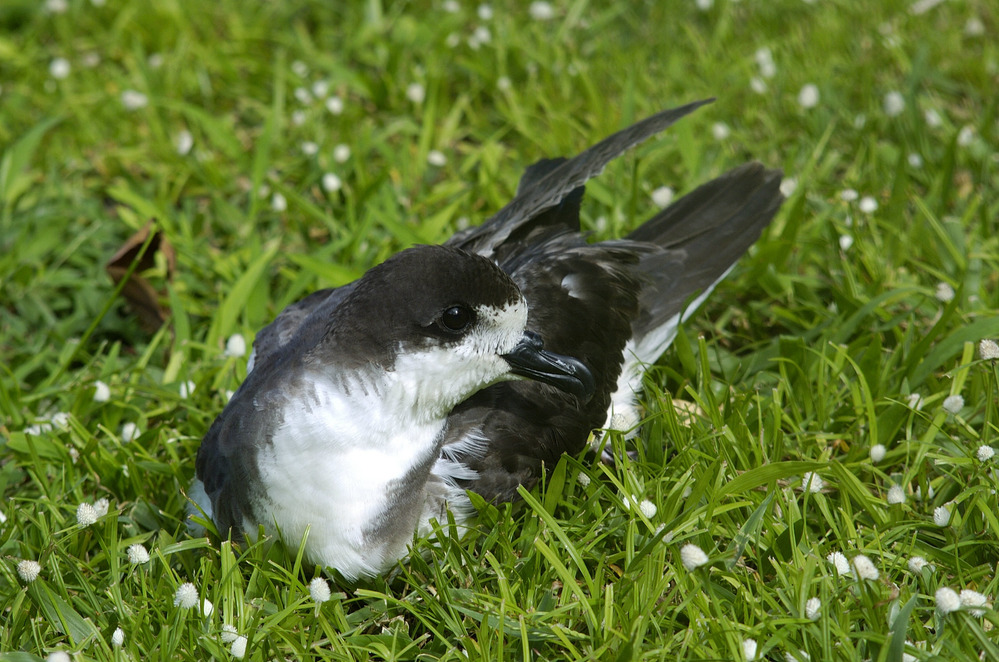 resting petrel