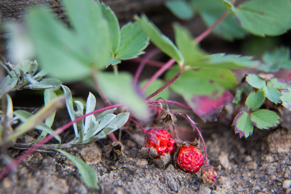 Wild strawberry