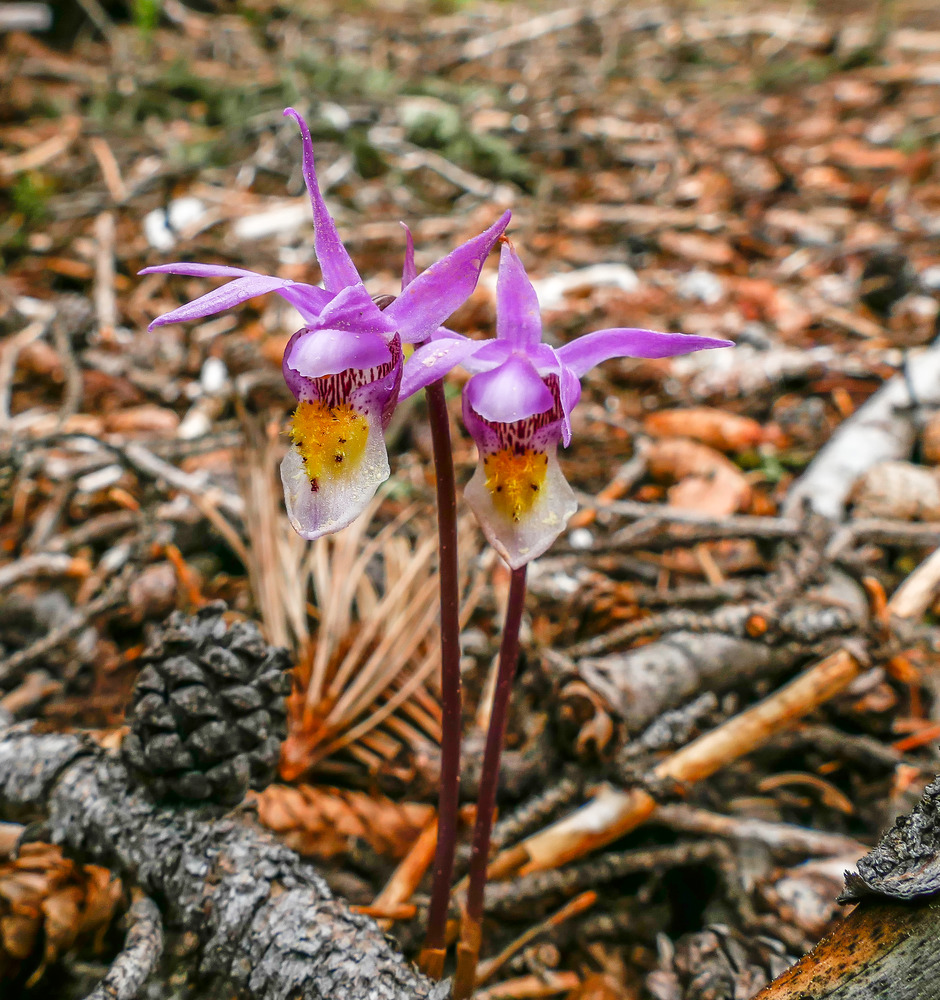 Fairy slipper; Calypso orchid (Calypso bulbosa)