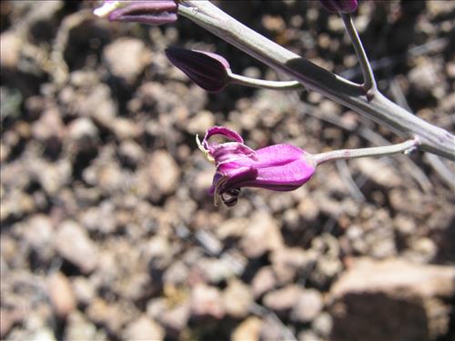 Streptanthus carinatus. Big Bend National Park, Route 13, mile 15. February 2004