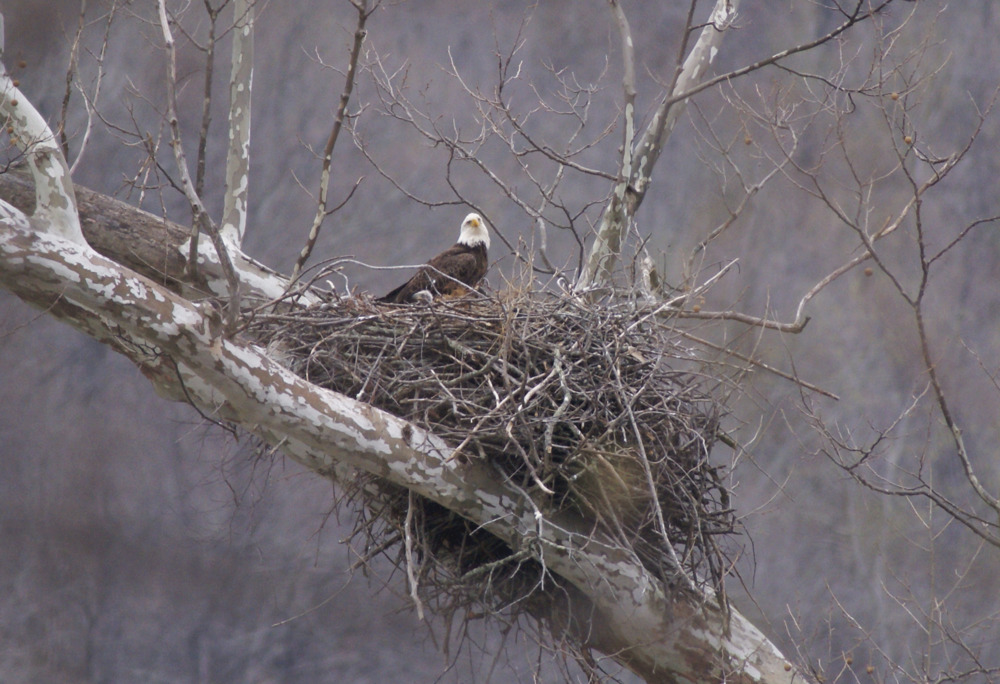 An adult bald eagle and chick on the nest; March 26, 2011