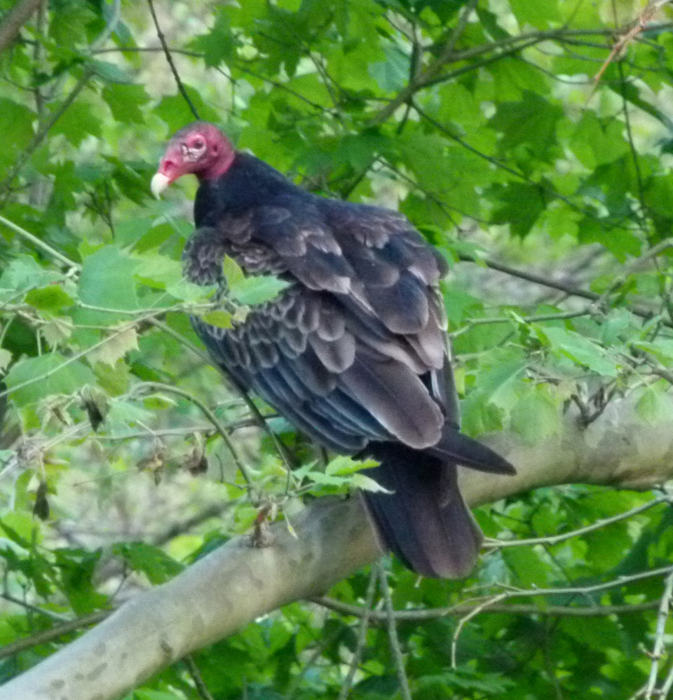 Turkey Vulture