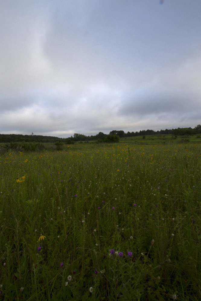 Prairie at the Chickasaw Village Site (milepost 261.8) on the Natchez Trace Parkway