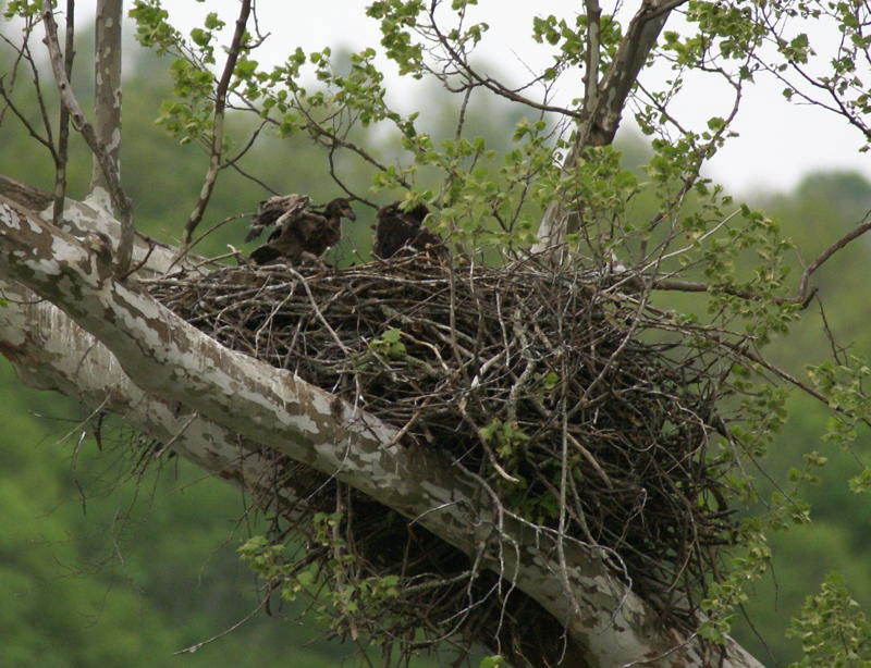 Two bald eagle chicks on the nest