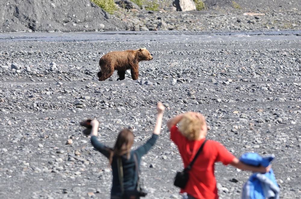 A blonde-colored black bear emerges dripping wet from the creek near Exit Glacier, and passes in front of two park visitors.