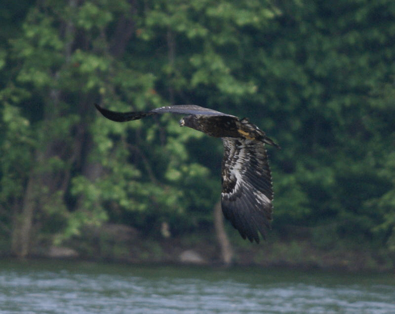 A young bald eagle flying over the river; June 1, 2011