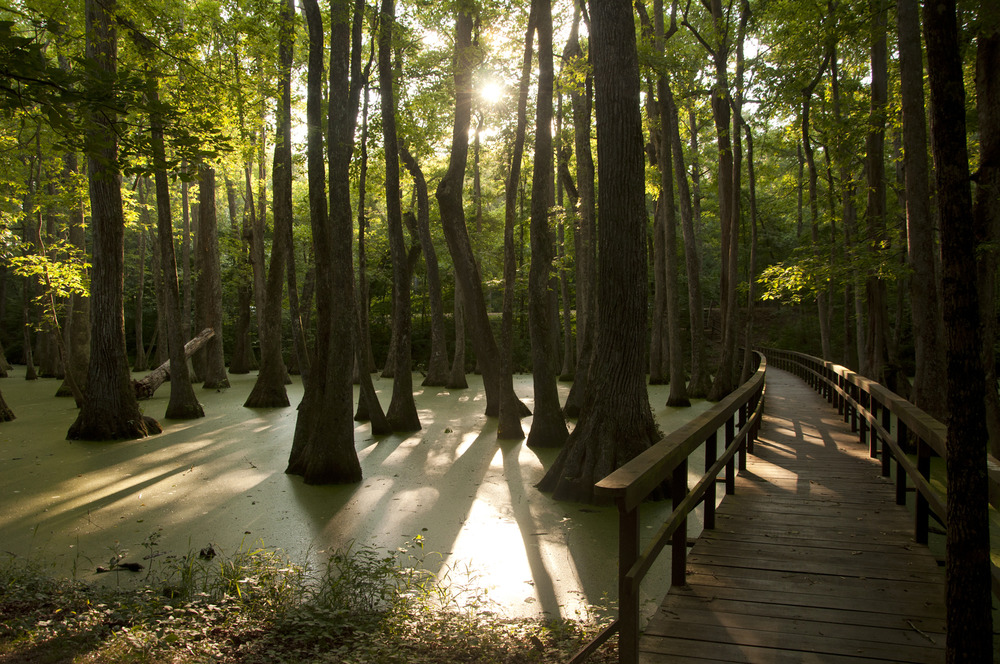 Cypress Swamp (milepost 122) on the Natchez Trace Parkway