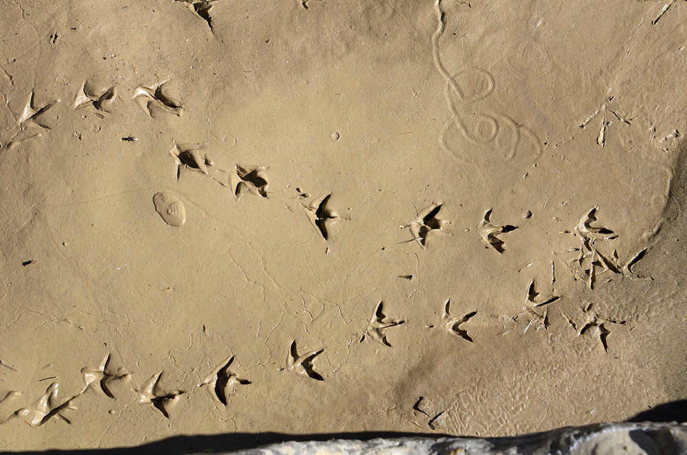Bird Tracks
