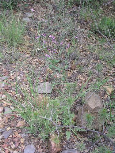 Schoenocrambe linearifolia. Big Bend National Park, Chisos Mnts. August 2003