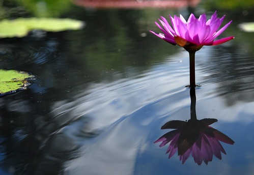 The bright petals of water lily are reflected in gently-rippling water. 