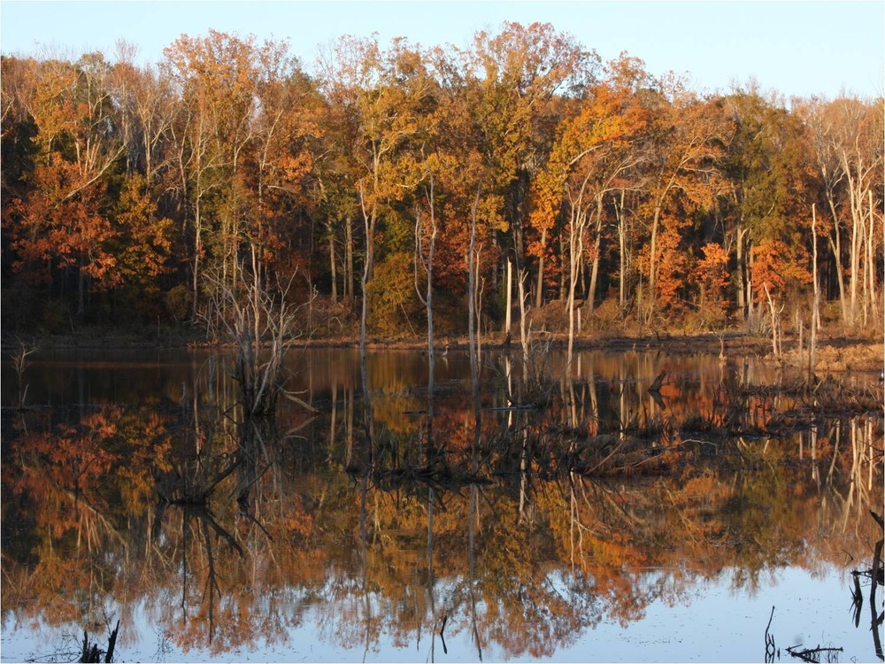Fall Wetlands