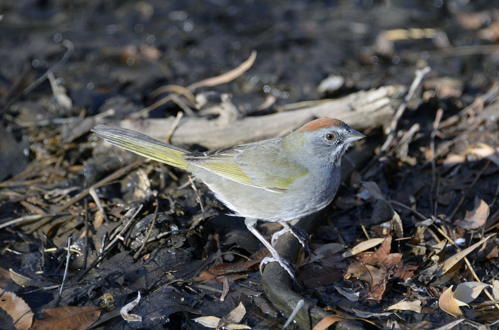 Green-tailed Towhee