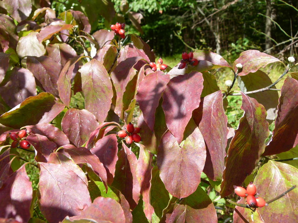Dogwood fruit