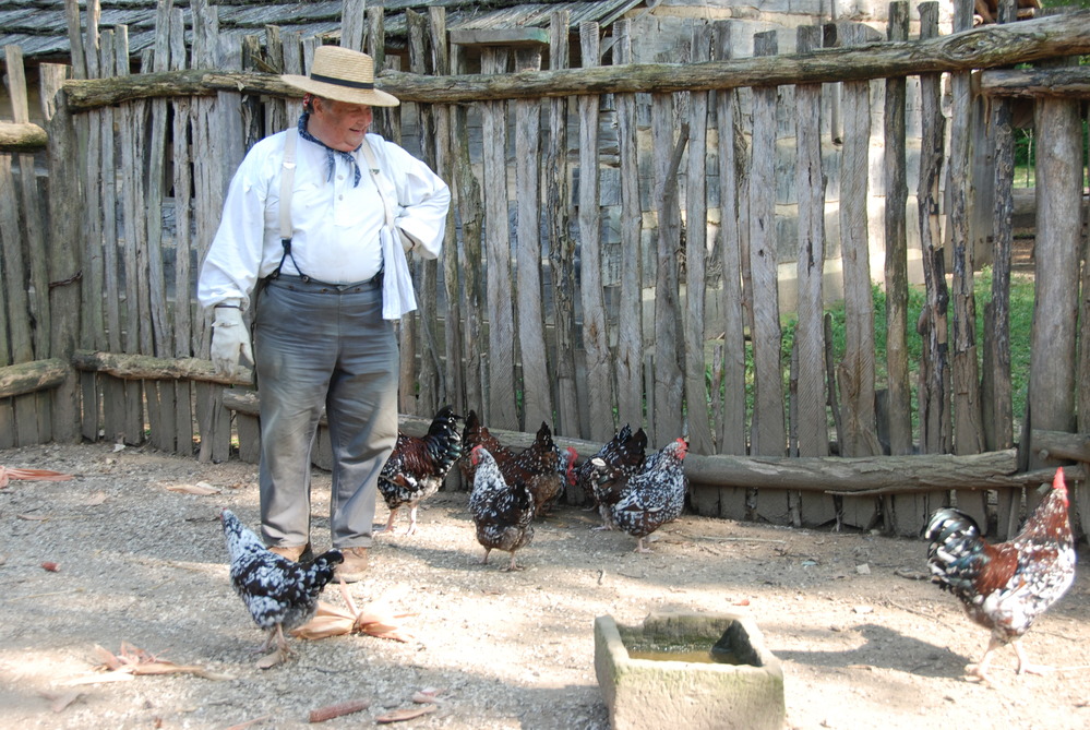 Chickens at the Living Historical Farm at Lincoln Boyhood National Memorial