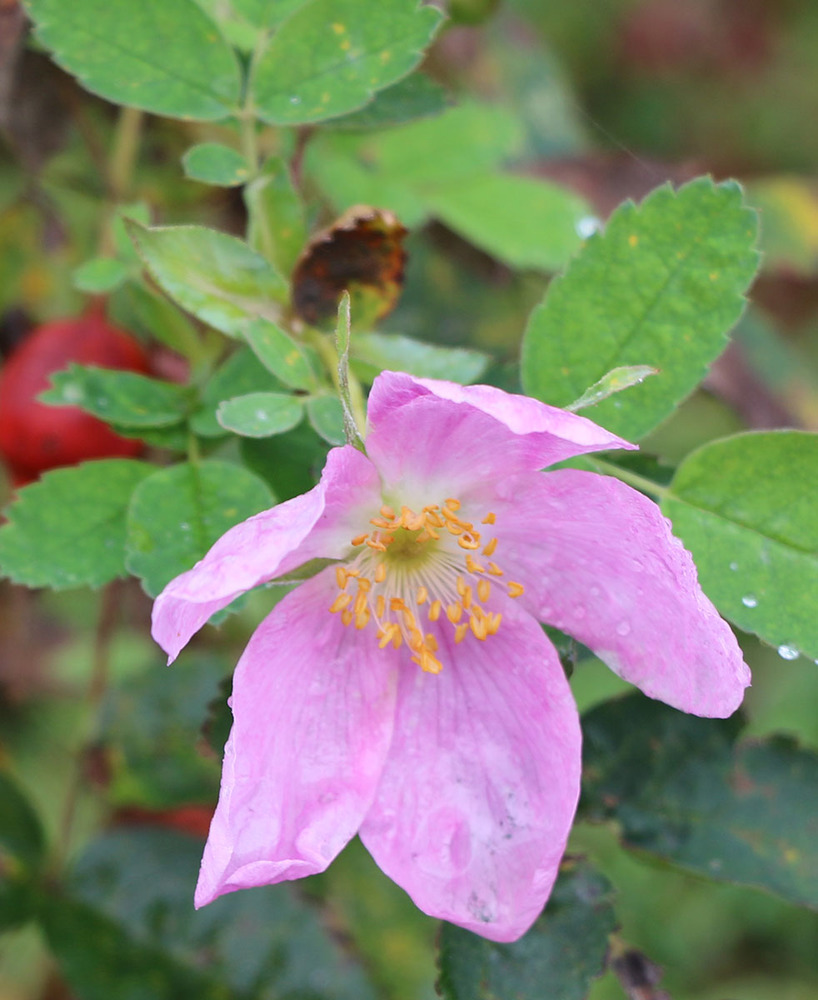 Wild roses are found throughout Alaska.