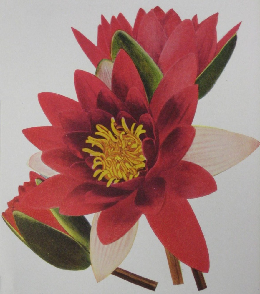A watercolor of a lotus captures the detail of the flower, including the shape of the petals and the figure in bloom.