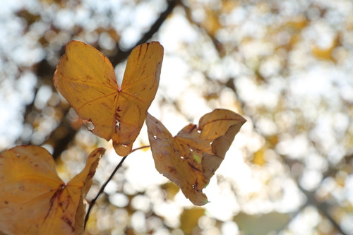 Yellow leaves on a tree.