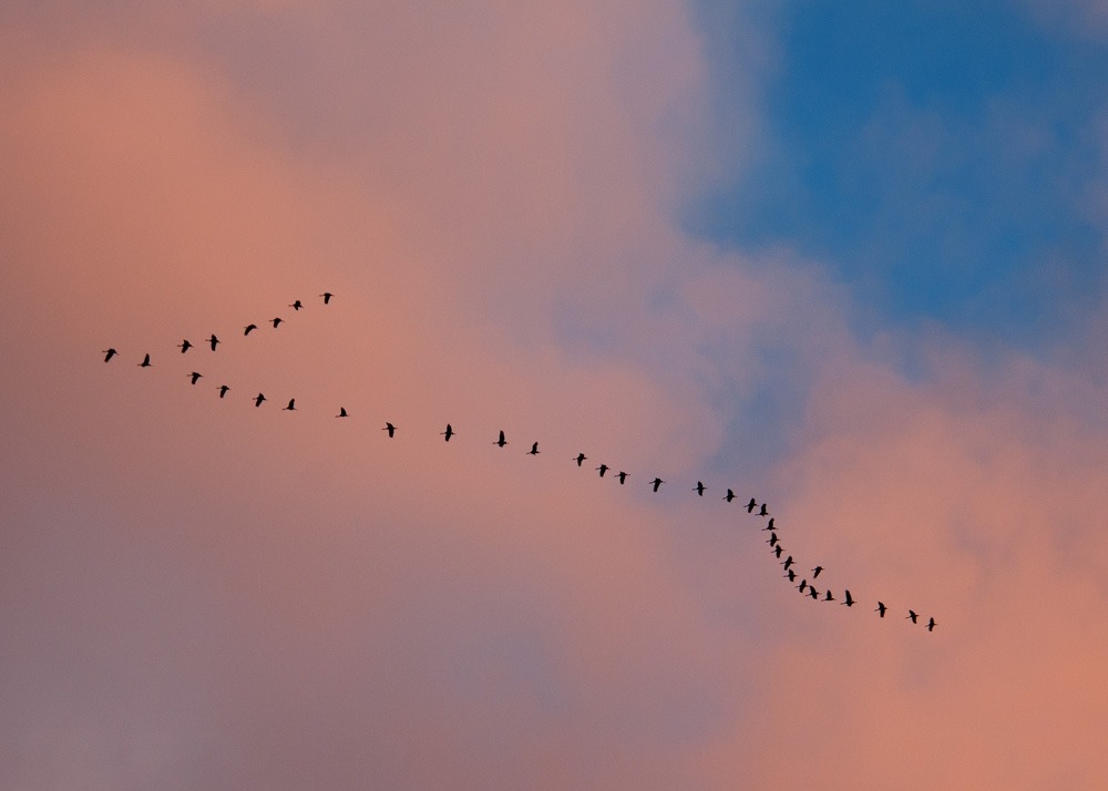 Sandhill cranes flying in vee formation against background of pink clouds