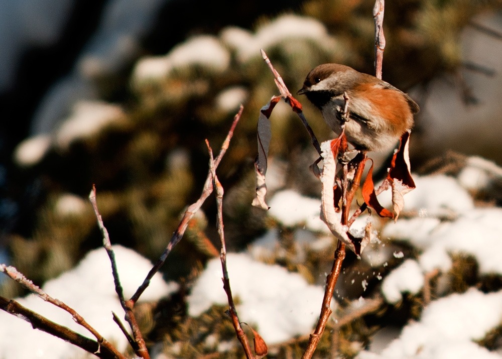 a small brownish bird perched on a bush
