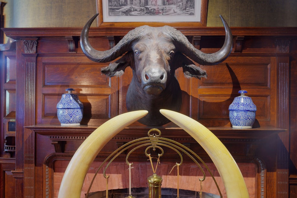 African Cape Buffalo in Hall