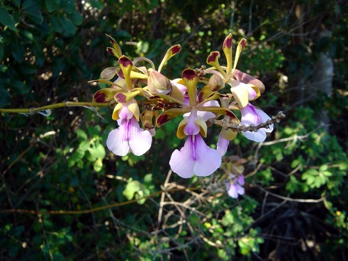 Peacock orchid (Psychilis macconnelliae)