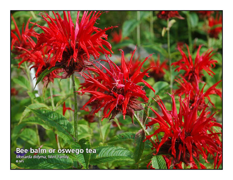 red wildflowers