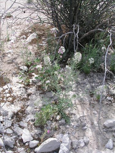Thelypodium texanum. Big Bend National Park, Tornillo Flat. February 2005