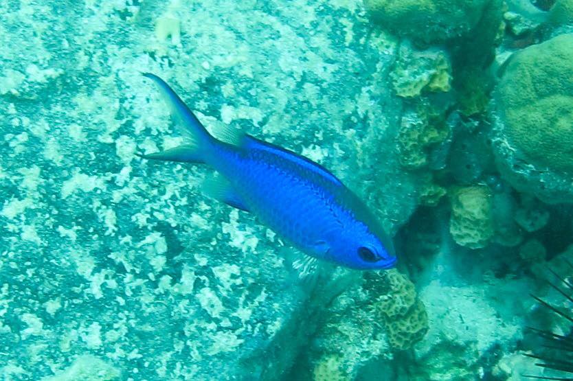 Blue Chromis (Chromis cyanea)