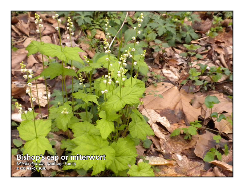 green leaved plants with tiny white flowers