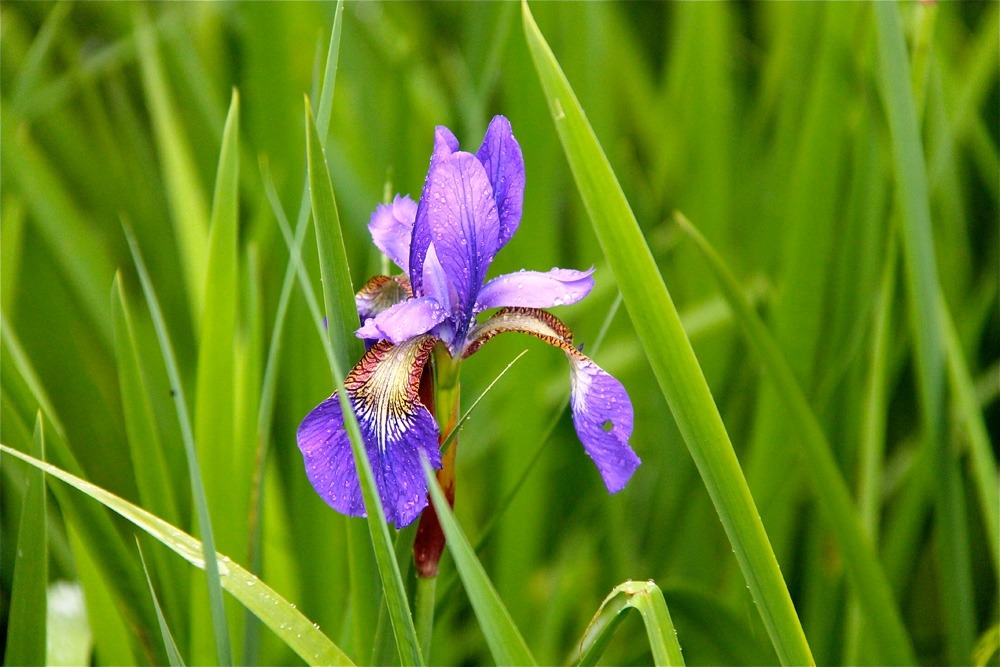 A single purple wild Flag Iris.